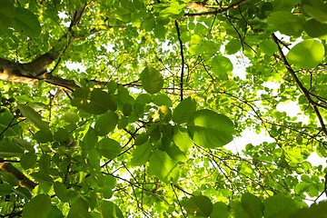 Image showing Green leaves of a tree in sunlight