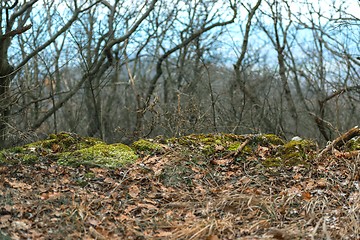 Image showing Forest landscape