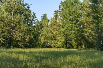Image showing Green meadow with blue sky