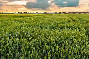 Image showing Cultivated land with cloudy sky