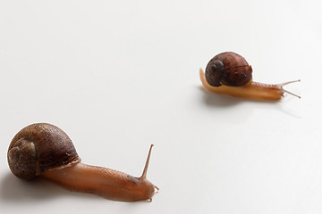 Image showing Slug Race