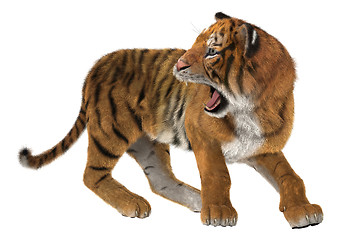 Image showing Roaring Tiger