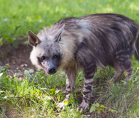 Image showing Hyena