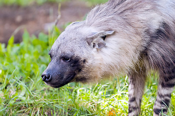 Image showing Hyena