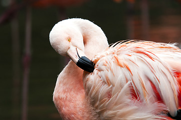 Image showing Flamingo