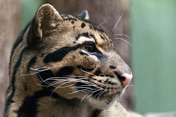 Image showing Clouded leopard