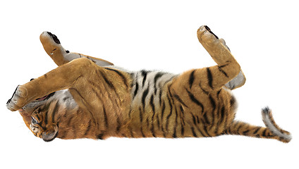 Image showing Playing Tiger
