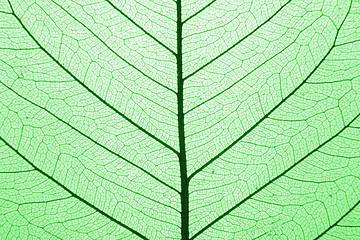 Image showing leaf texture