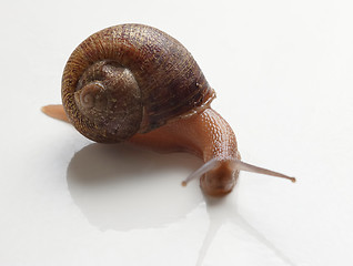 Image showing Slug