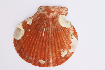 Image showing Red clam shell