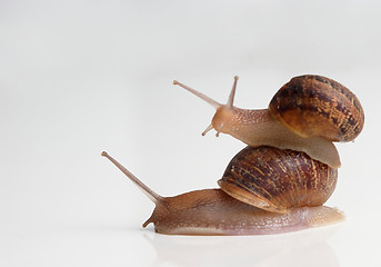 Image showing Piggy Back Slug style