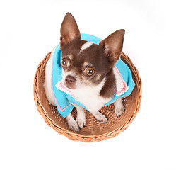 Image showing chihuahua in the basket