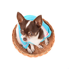 Image showing chihuahua in the basket