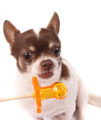 Image showing chihuahua and lollipop