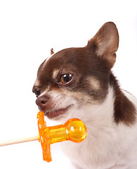 Image showing chihuahua and lollipop