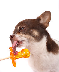 Image showing chihuahua and lollipop