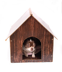 Image showing chihuahua at home