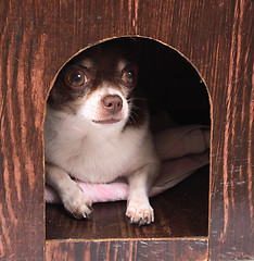 Image showing chihuahua at home