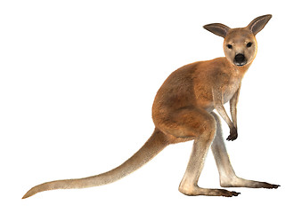 Image showing Joey