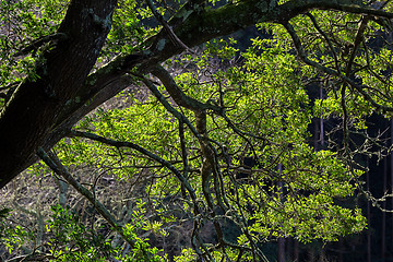 Image showing Tree Branches Illuminated by Sunlight