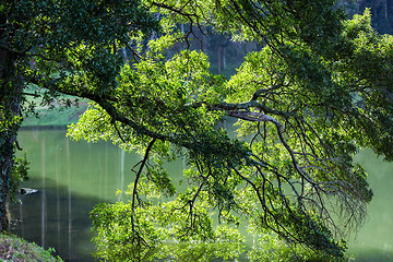 Image showing Tree Branches in the Lake