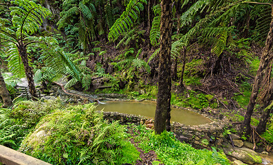 Image showing Hot-Spring Pool in Tropical Forest