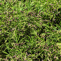 Image showing Green Prickly Branches with Bumps of Coniferous Tree