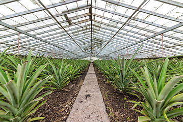 Image showing Fresh Pineapples Growing into Glasshouse