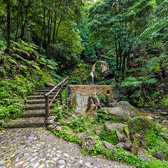 Image showing Hot-Spring Pool in Tropical Forest