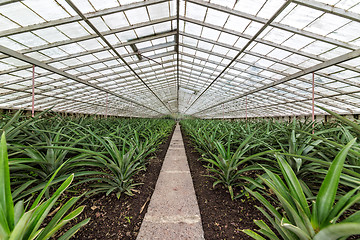 Image showing Fresh Pineapples Growing into Glasshouse