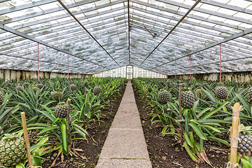 Image showing Fresh Pineapples Growing into Glasshouse