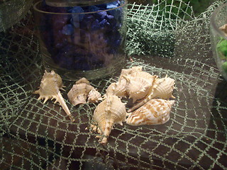 Image showing shells