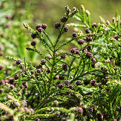 Image showing Green Prickly Branches with Bumps of Coniferous Tree