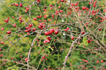 Image showing wild rose fruits