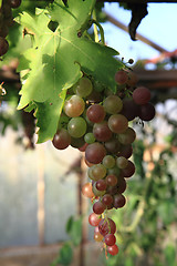 Image showing red grapes fruit 