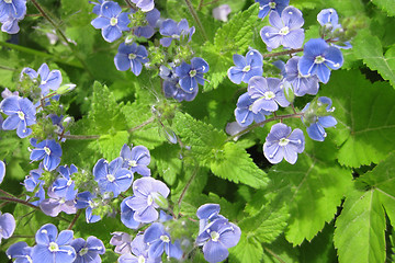 Image showing blue flowers background