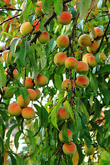 Image showing peaches on the tree in the summer