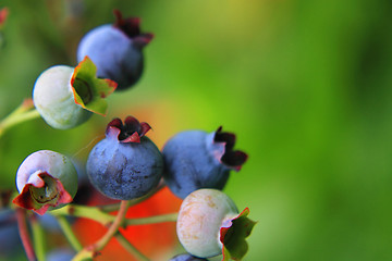 Image showing blueberries in the summer