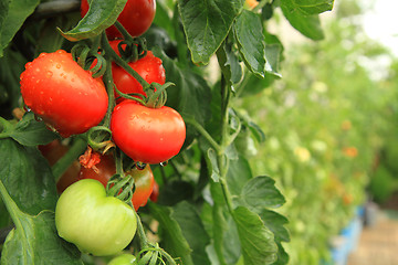 Image showing fresh tomatoes on the green plant