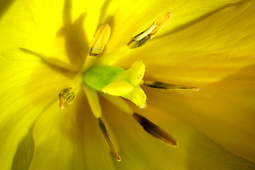 Image showing yellow flower detail 