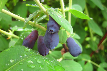 Image showing honeysuckle berries 