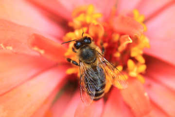 Image showing bee on the flower 