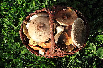 Image showing czech edible mushrooms