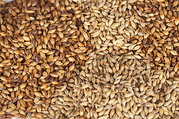 Image showing malt grains