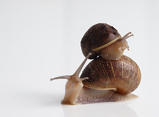 Image showing Slug piggy back ride