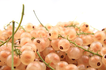 Image showing white currant 