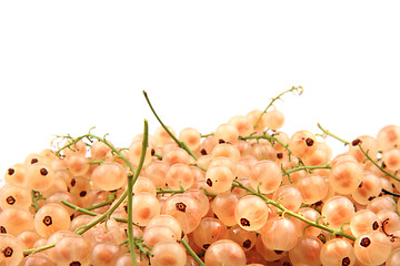 Image showing white currant 