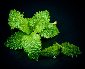 Image showing Mint Leafs