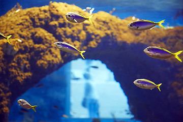 Image showing Underwater paradise