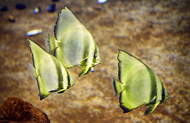 Image showing Underwater paradise